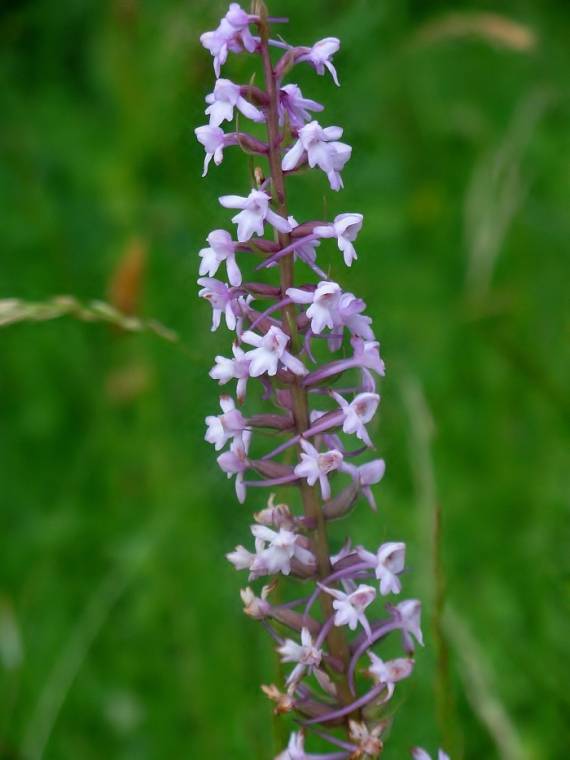 päťprstnica obyčajná Gymnadenia conopsea (L.) R. Br.