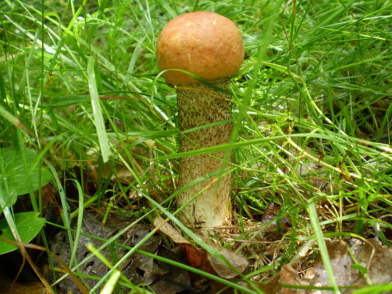 křemenáč osikový , Kozák osikový Leccinum albostipitatum den Bakker & Noordel.