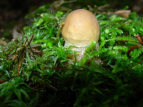 kozák hrabový Leccinum pseudoscabrum (Kallenb.) Šutara