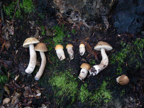 kozák hrabový Leccinum pseudoscabrum (Kallenb.) Šutara