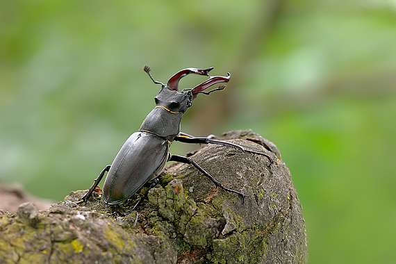 roháč obyčajný Lucanus cervus