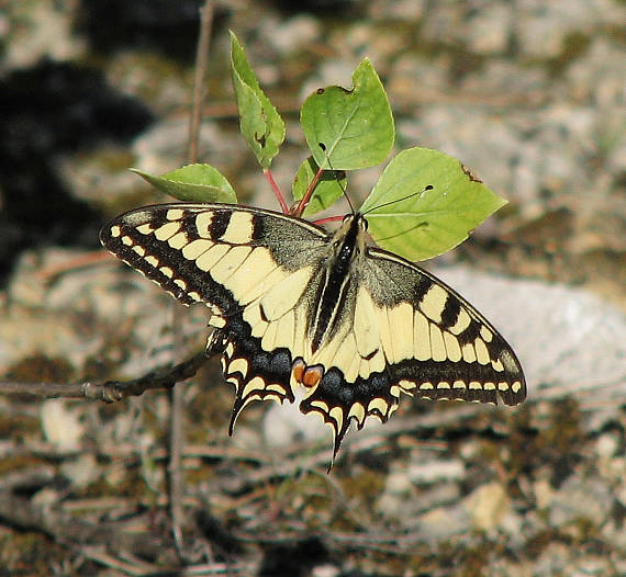 vidlochvost feniklový Papilio machaon