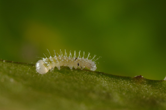 mlynárik kapustový Pieris brassicae