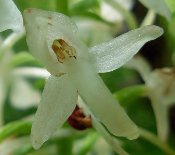 vemenník dvojlistý Platanthera bifolia (L.) Rich.