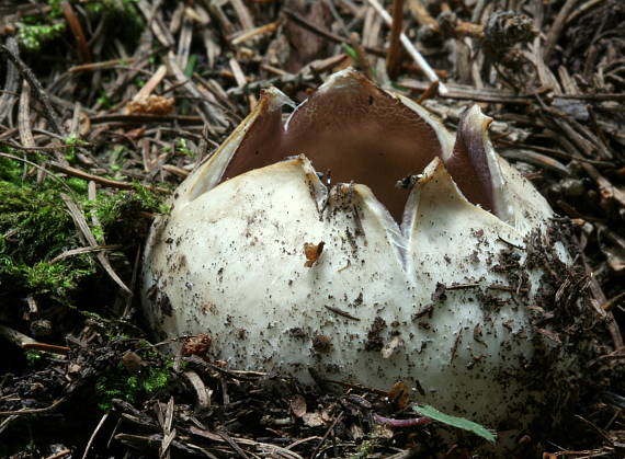 tulipánovka fialová Sarcosphaera coronaria (Jacq.) J. Schröt.