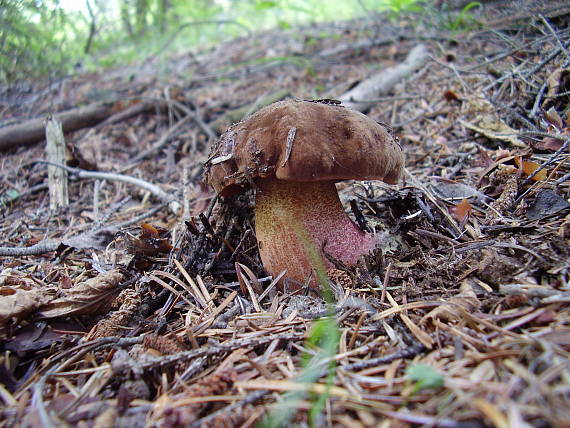 hríb zrnitohlúbikový Sutorius luridiformis (Rostk.) G. Wu & Zhu L. Yang