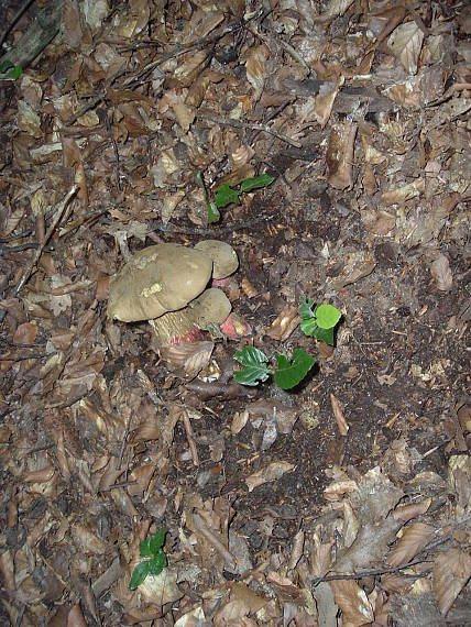 hríb Boletus sp.