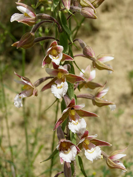 kruštík močiarny Epipactis palustris (L.) Crantz