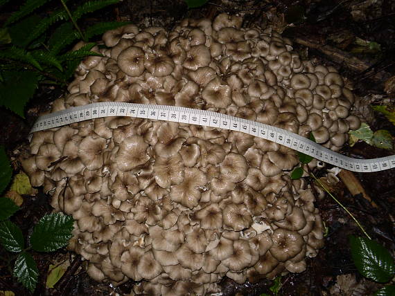 choroš oříš , Trúdnik klobúčkatý Polyporus umbellatus (Pers.) Fr.