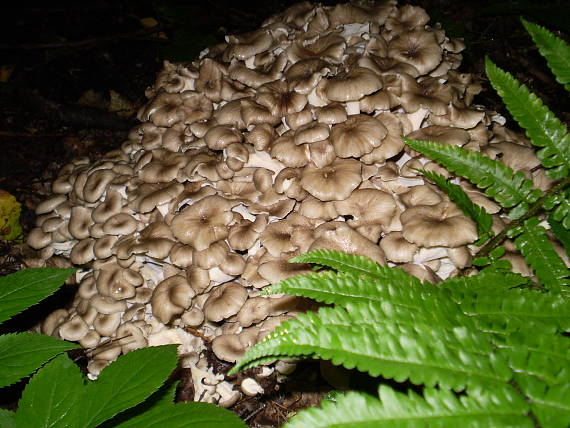 choroš oříš , Trúdnik klobúčkatý Polyporus umbellatus (Pers.) Fr.