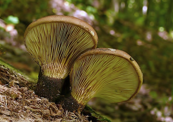 čechračka tmavohlúbiková Tapinella atrotomentosa (Batsch) Šutara