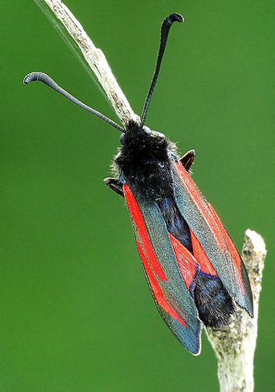 vřetenuška chrastavcová Zygaena osterodensis