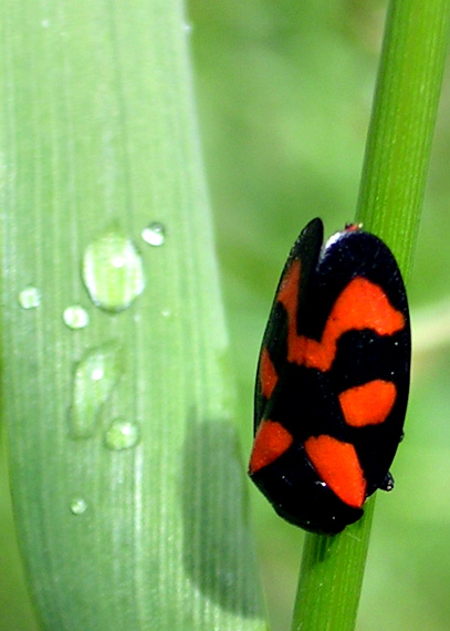 peniarka Cercopis vulnerata .