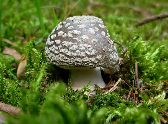 muchotrávka Amanita sp.