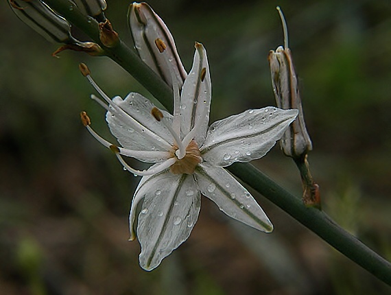 kvietok Asphodelus sp.