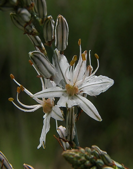 kvietok Asphodelus sp.