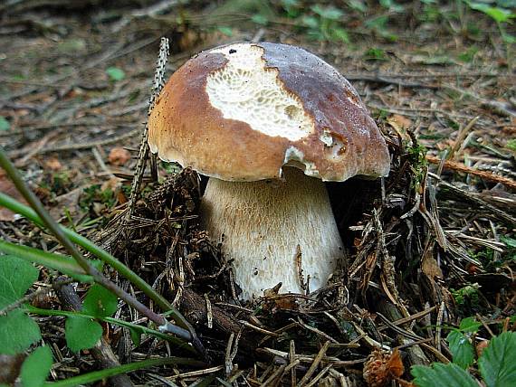 hríb smrekový Boletus edulis Bull.