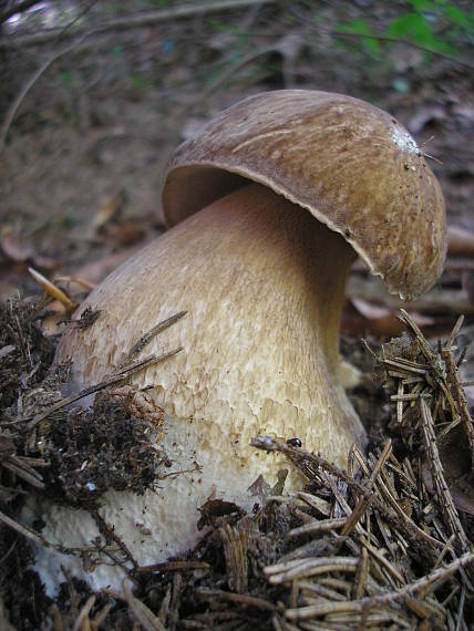 hríb smrekový Boletus edulis Bull.