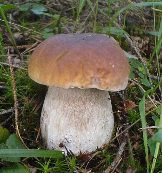 hríb smrekový Boletus edulis Bull.