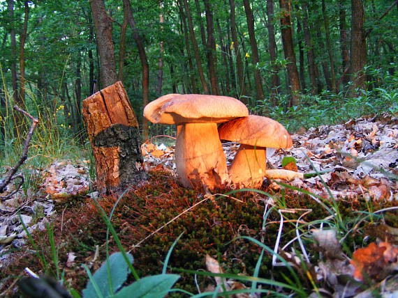 hríb dubový Boletus reticulatus