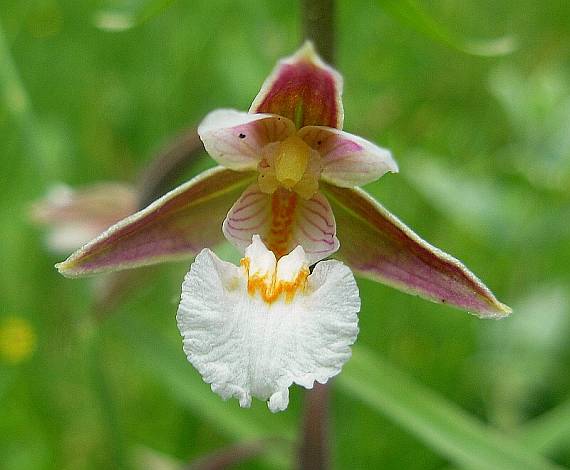 kruštík močiarny Epipactis palustris (L.) Crantz