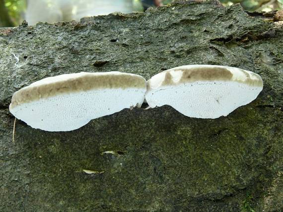 outkovka hrbatá - Trúdnikovec hrbatý Trametes gibbosa (Pers.) Fr.