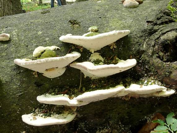 outkovka hrbatá - Trúdnikovec hrbatý Trametes gibbosa (Pers.) Fr.