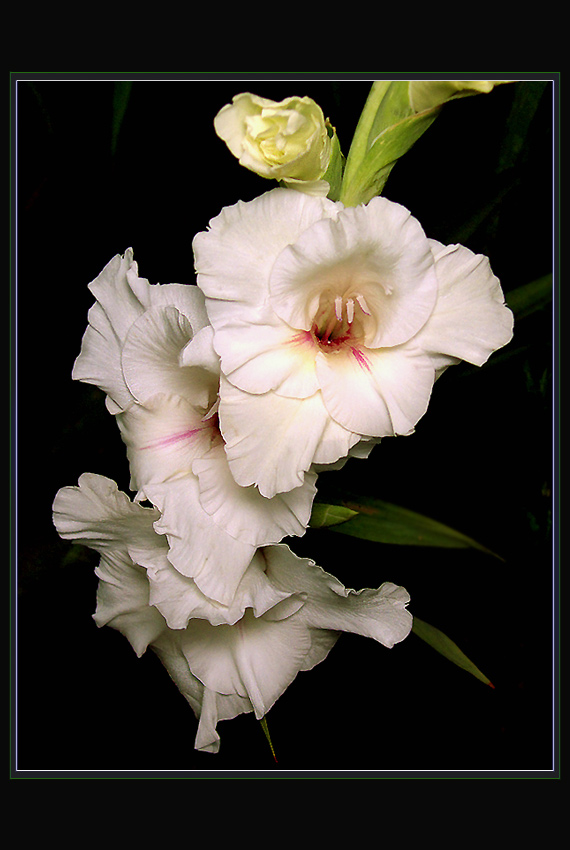 gladiola