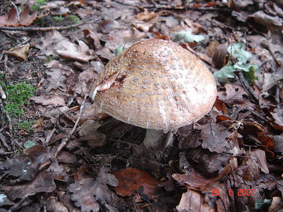 muchotrávka červenkastá Amanita rubescens Pers.