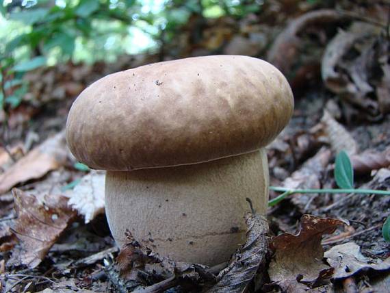 hrib dubový Boletus reticulatus Schaeff. ex Boud.