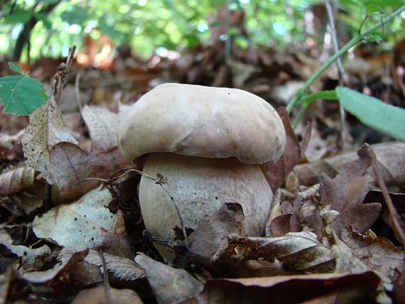 hrib dubový Boletus reticulatus Schaeff. ex Boud.