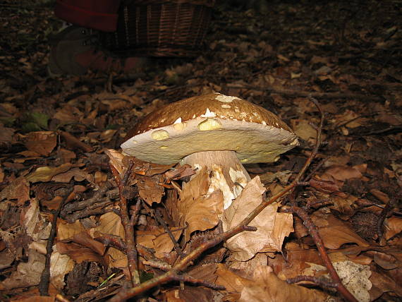 hríb dubový Boletus reticulatus Schaeff.