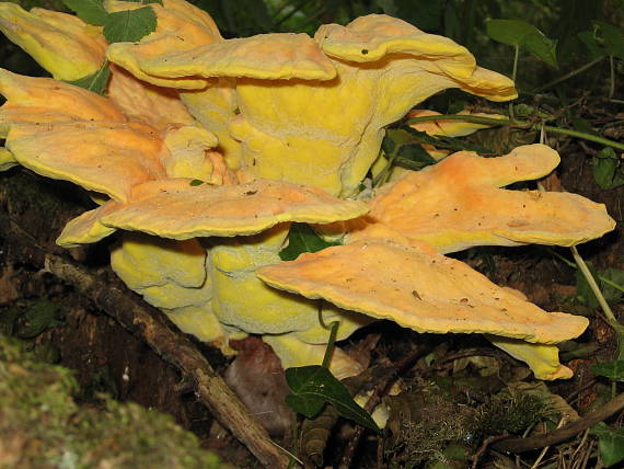 sírovec obyčajný Laetiporus sulphureus (Bull.) Murrill