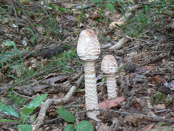 bedľa vysoká Macrolepiota procera (Scop.) Singer