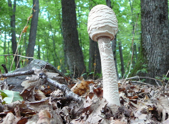 bedľa vysoká Macrolepiota procera (Scop.) Singer