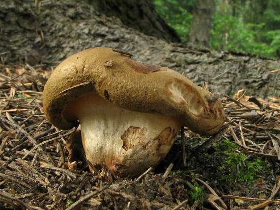 čechračka podvinutá Paxillus involutus (Batsch) Fr.