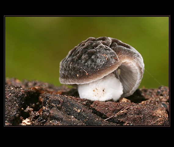 štítovka sivá Pluteus thomsonii (Berk. & Broome) Dennis