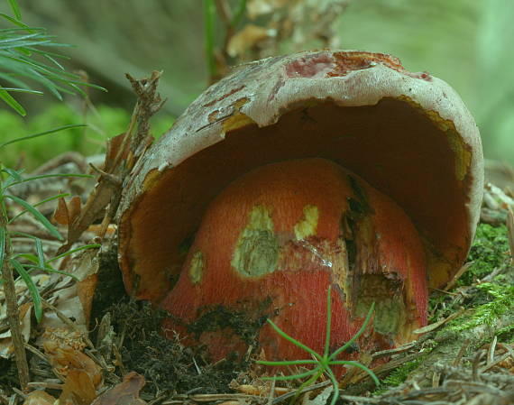 hríb úhľadný horský Rubroboletus rubrosanguineus (Cheype) Kuan Zhao & Zhu L. Yang