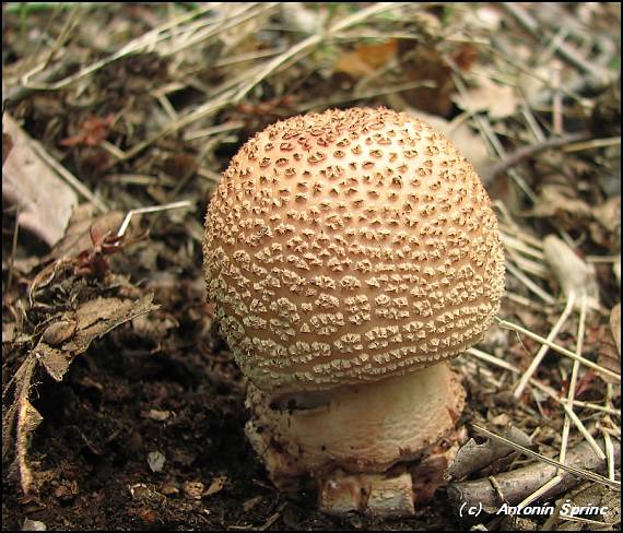 muchotrávka červenkastá Amanita rubescens Pers.