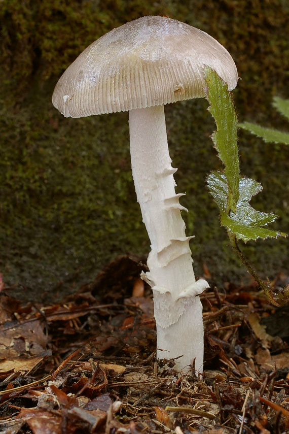 muchotrávka pošvatá Amanita vaginata (Bull.) Lam.