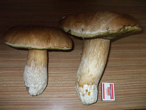 hríb smrekový Boletus reticulatus Schaeff.