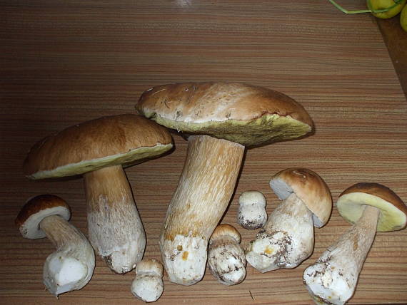 hríb smrekový Boletus reticulatus