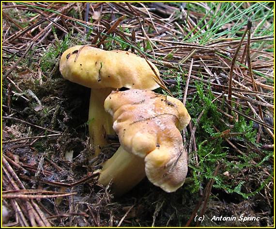 kuriatko jedlé Cantharellus cibarius Fr.