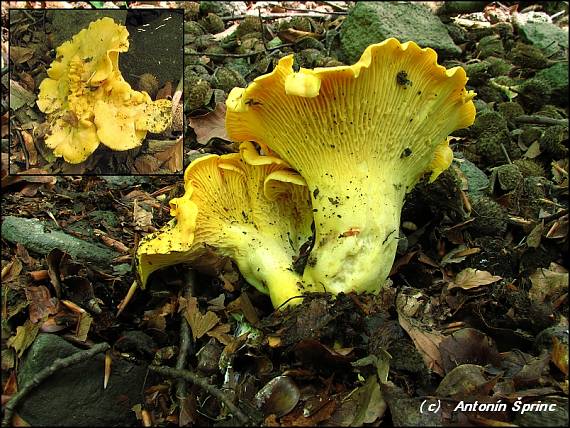 kuriatko jedlé Cantharellus cibarius Fr.