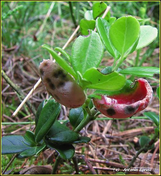 nahorúchovec brusnicový Exobasidium vaccinii (Fuckel) Woronin