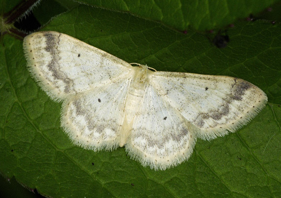 piadica mokraďová Idaea biselata