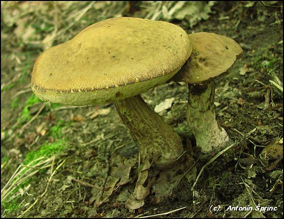 kozák hrabový Leccinum pseudoscabrum (Kallenb.) Šutara