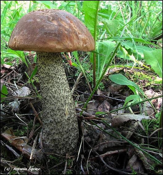 kozák brezový Leccinum scabrum (Bull.) Gray