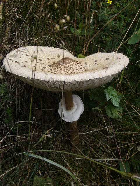 bedľa vysoká Macrolepiota procera (Scop.) Singer