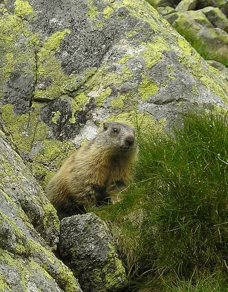 chyť si ma ! Marmota marmota subsp. latirostris